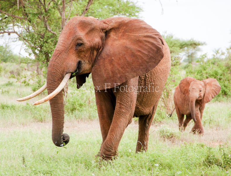 Afrika-00-3