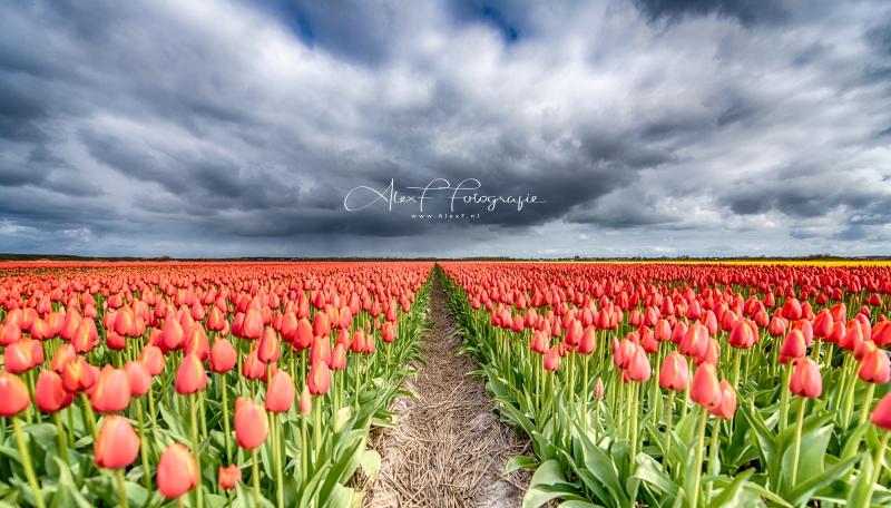 D851202_HDR-bewerkt