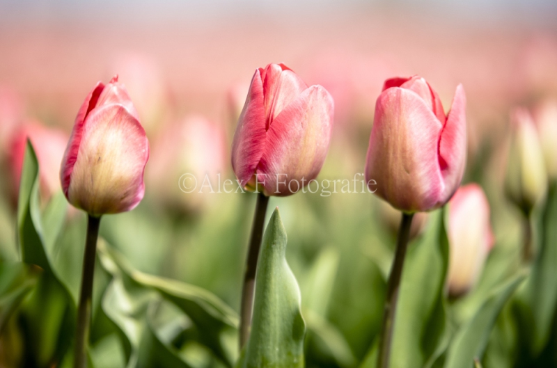 DrieTulpen