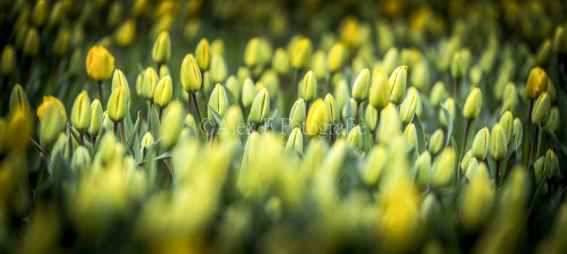 Gele-Tulpen-002