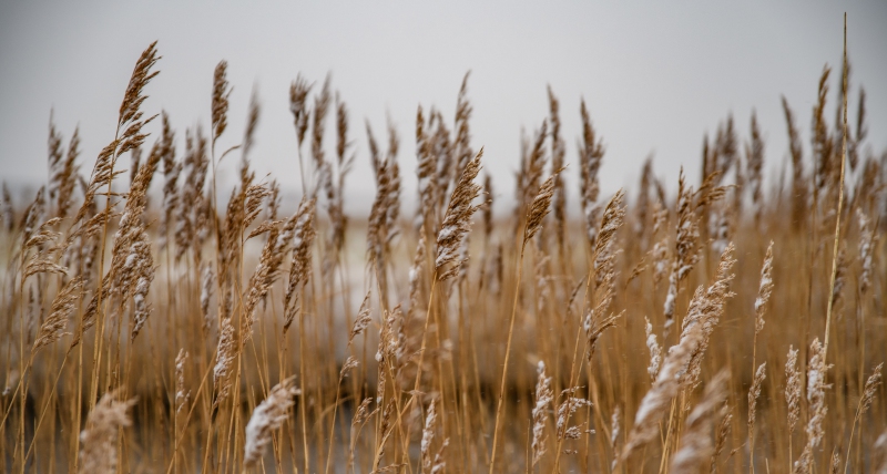 Natuur-1