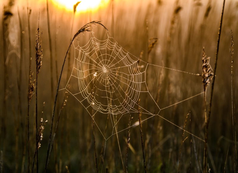 Natuur-3