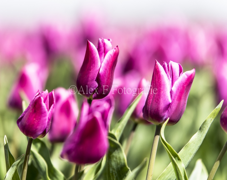 Paarse-Tulpen-2
