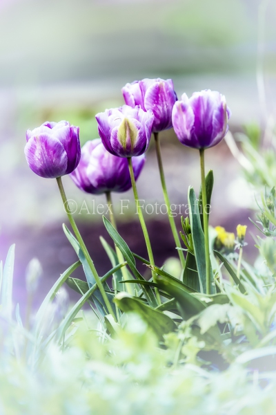 Paarse-Tulpen