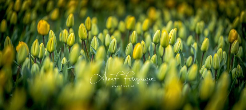 Panorama-gele-tulpen-120x50-e1527406048827
