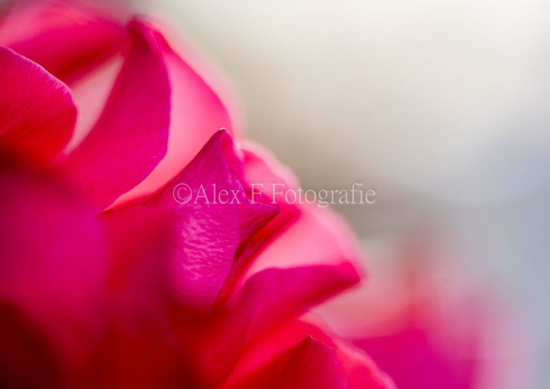 Roze-Roos-1