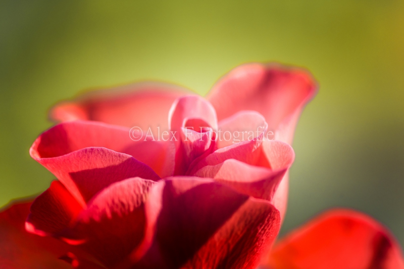 Roze-Roos-2