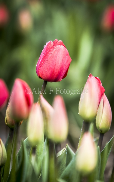 Tulp-met-Dauw