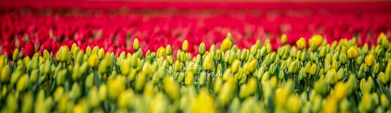 TulpenPanorama-150x40cm-e1527406330838