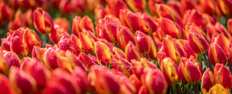 Tulpenmetwater-120x50-e1527406060150