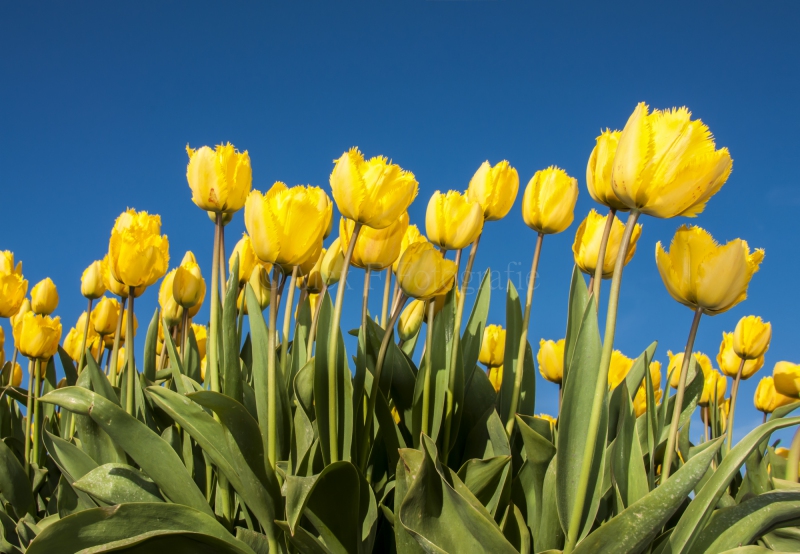 Website_achtergronden-8