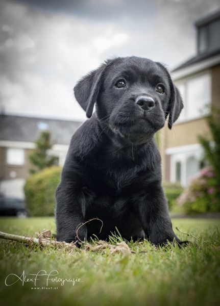 coco001