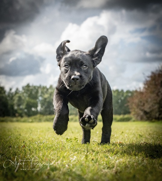 coco003