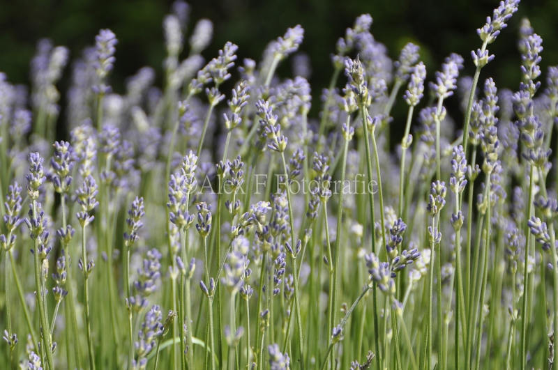 lavendel
